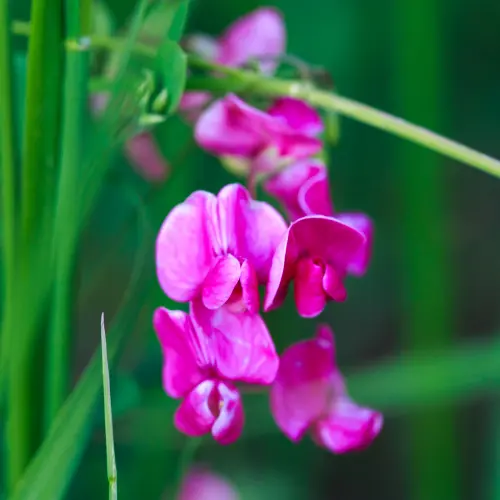 Sweet Pea Fragrance, 10ml