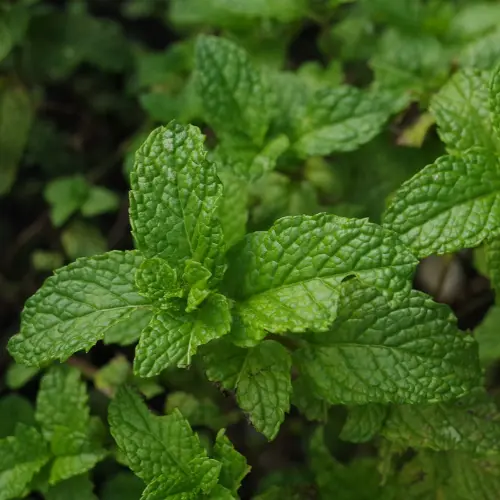 Mint Fragrance, 10ml