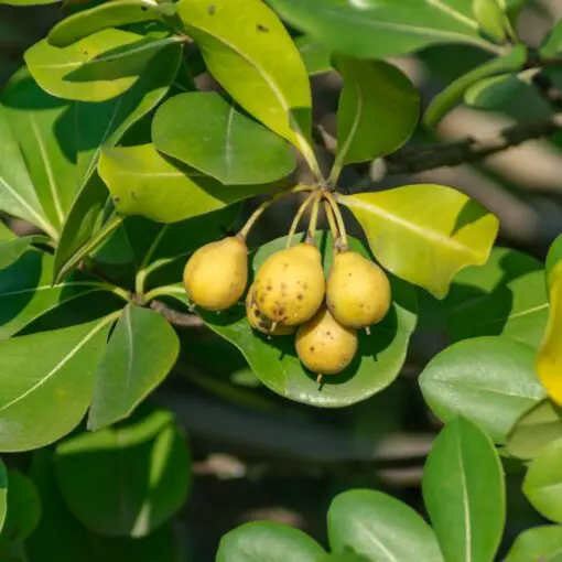 Marula Fragrance, 10ml