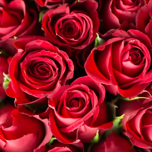 Rose Fragrance, 10ml